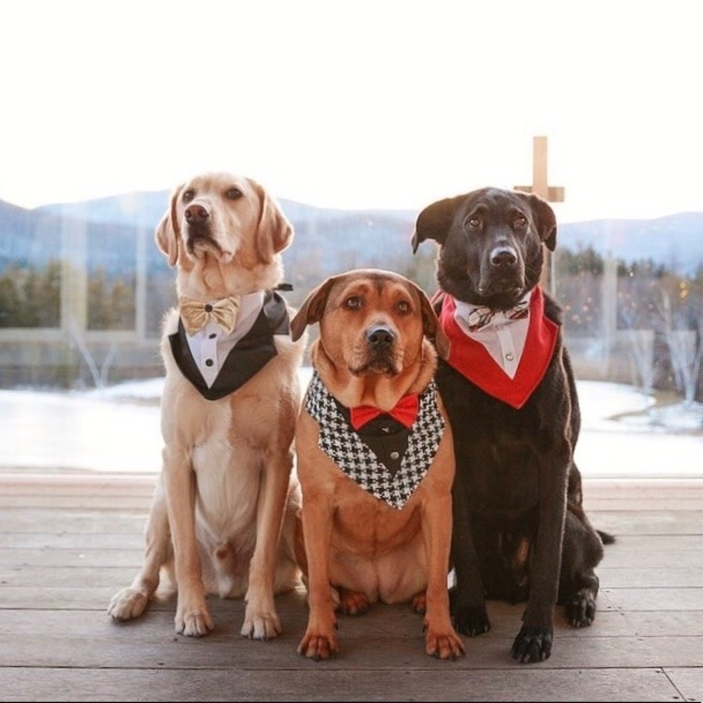 Tail Trends Dog Bandana Tuxedo with Gold Bow Tie